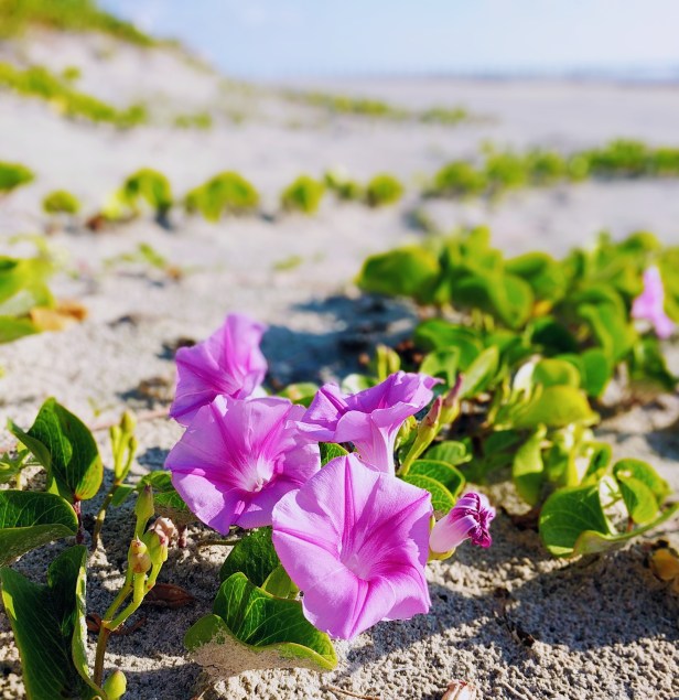 Where Do You Find Fabulous #Florals&nbsp;#SundayStills