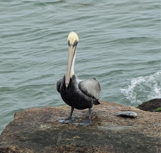 Feed the Birds&nbsp;#SundayStills