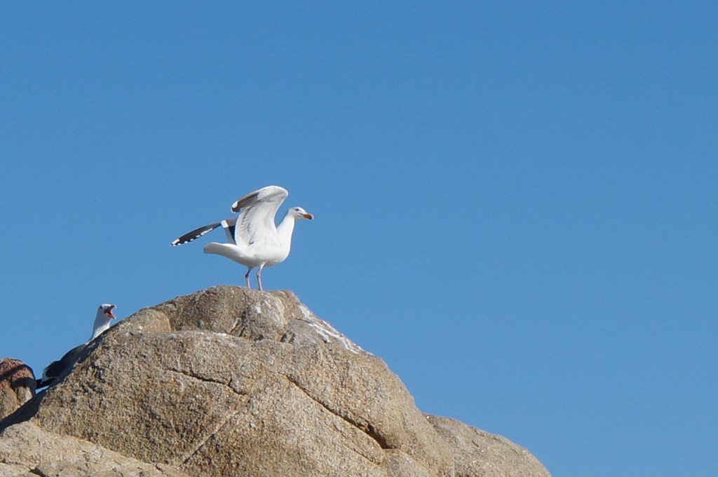 seagull cheering on another one to fly