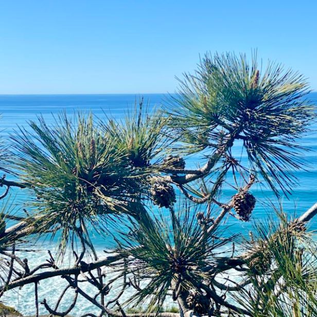 Green at Torrey Pines State Natural&nbsp;Reserve