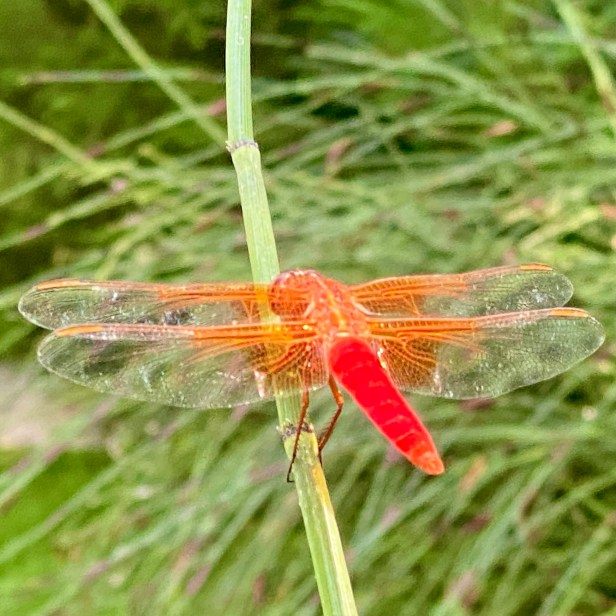 Gotta Have Wings to&nbsp;Achieve