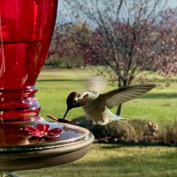 Even Birds Enjoy&nbsp;Lunch