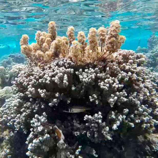 Explore the Best Places to Swim and&nbsp;Snorkel