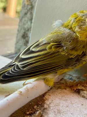 Feathery Friends; Our Local Birds&nbsp;#SundayStills