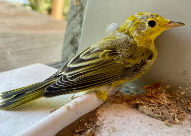 Feathery Friends; Our Local Birds&nbsp;#SundayStills